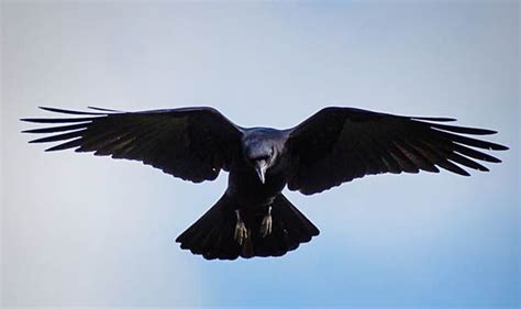 Top 10 Facts About Ravens Crow Raven Art Raven