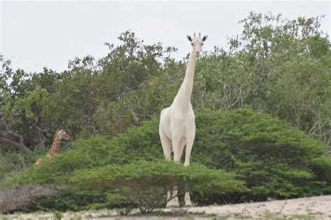 Video Rare White Giraffes Spotted In Kenya