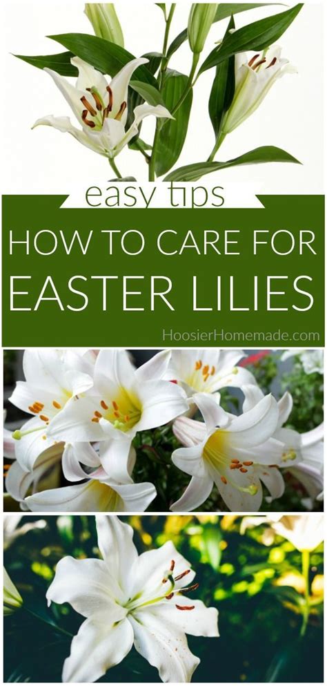How To Care For An Easter Lily Indoors Sunnyeaster
