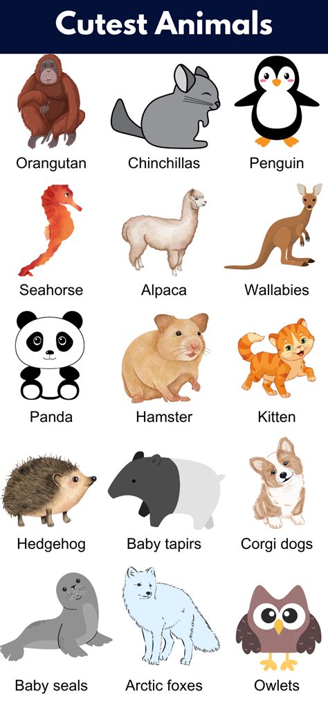 Cute Animals List Of Cutest Animals In The World Grammarvocab