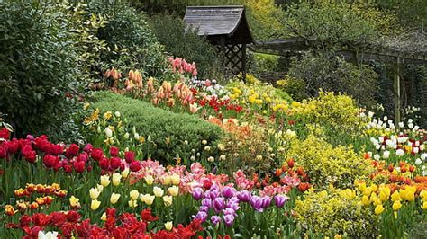 Hd Wallpaper Beautiful Spring Garden Assorted Color Tulip Flower