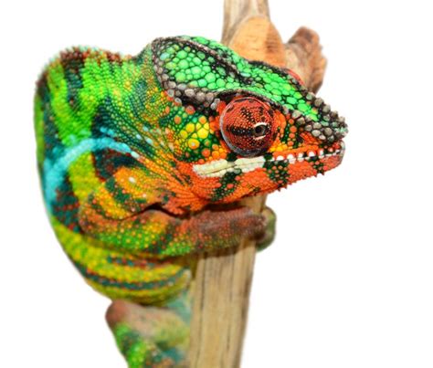 Panther Chameleon Furcifer Pardalis Ambilobe Locale Male Ambilobe