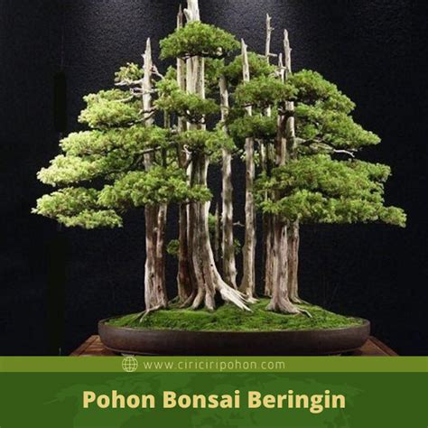 Sejarah Munculnya Bonsai Beringin Dan Bonsai Jenis Lainnya