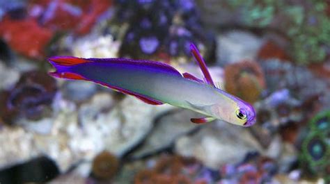 Purple Firefish Goby Fish World Saltwater Aquariums In Richmond Va