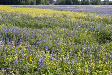 Blue Lupine Flowers And Yellow Flowers In A Field Among Green Grasses