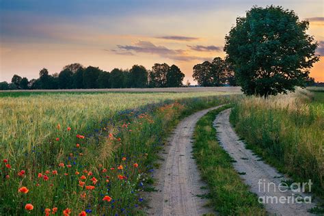 Summer Landscape With Country Road Photograph By Ysuel Fine Art America