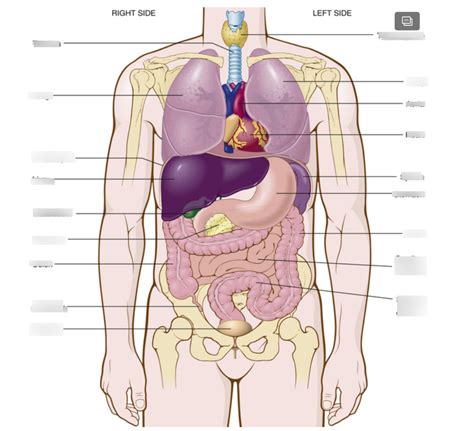 Organs Of The Abdominopelvic And Thoracic Cavities Anterior View My
