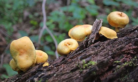 Pale Orange Mushrooms Along The Katellen Trail Northampto Flickr