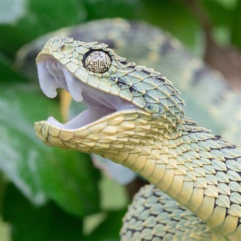 Viper Snakes Rettili Animali Idee Per Tatuaggi