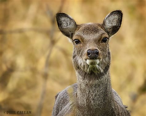 The Stare Wild Female Sika Deer Isitaboutabicycle Flickr
