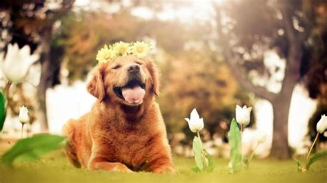 47 Free Spring Wallpaper With Dogs On Wallpapersafari