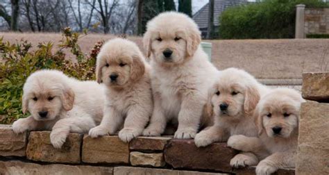 I have 1 male 1 female left. Golden Retriever Puppies Austin Tx | PETSIDI