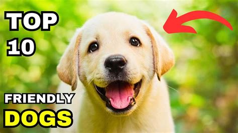 Top 10 Friendly Dog Breeds Friendliest Dog Breeds In The World Youtube