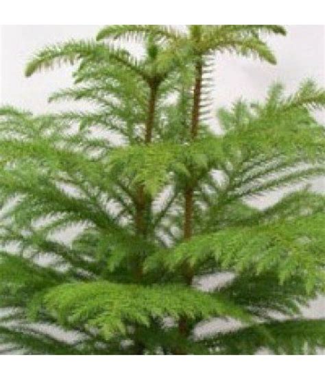 Maybe you would like to learn more about one of these? EaglesFord Christmas Tree Live Plant With Best Pot Indoor ...