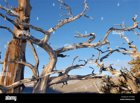Ancient Bristlecone Pine Forest White Mountains California Stock