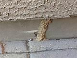 Photos of Termite Tubes Arizona