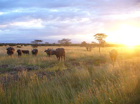 Wildlife Of Kenya Wikipedia