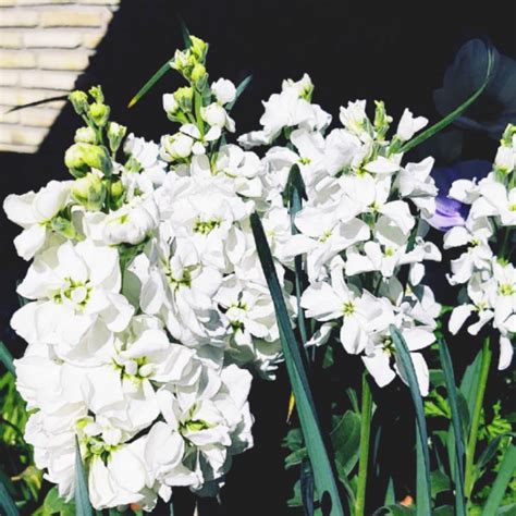 Matthiola Incana Dwarf Stocks Uploaded By Queruqui