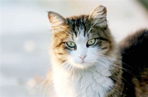 Australian Government Plans To Kill 2 Million Feral Cats Only Feral