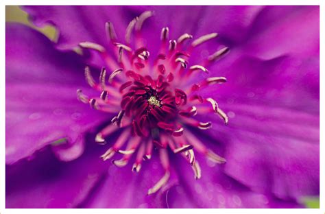 50 Types of Purple Flowers - FTD.com