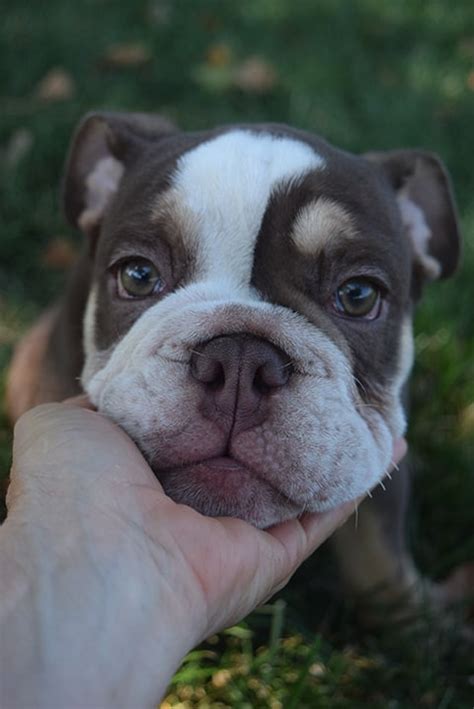 We currently are in the breeding process. Chocolate tri english bulldog puppy for sale