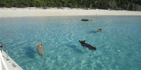 Menyaksikan Keunikan Pulau Babi Di Bahama