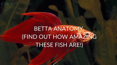 Betta Anatomy Find Out How Amazing These Fish Are Betta Care Fish Guide