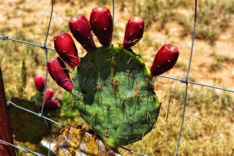 Prickly Pear Cactus Along Ranch Fence Stock Image Image Of Texas