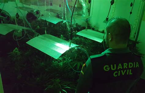 Detenido Por Tener Una Plantación De Marihuana En Una Habitación De Su