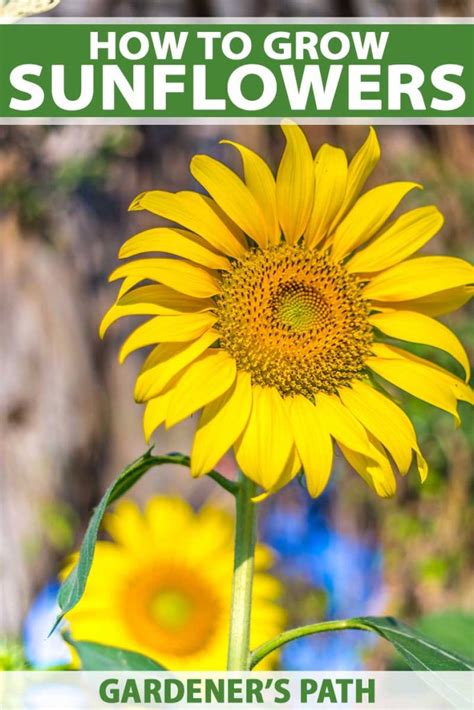 How To Plant And Grow Sensational Sunflowers Gardeners Path