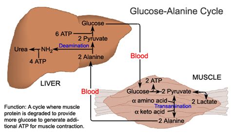 Medicine Newbie Glucosealanine Cycle