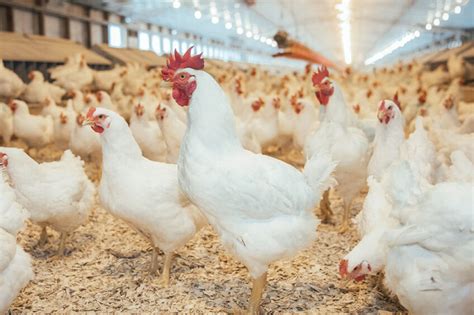 Using Data To Optimise Broiler Breeder Male Management Poultry World