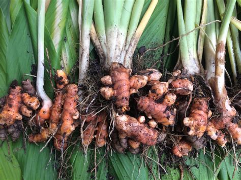 How to say turmeric in english? How to grow your own turmeric at home - small green things