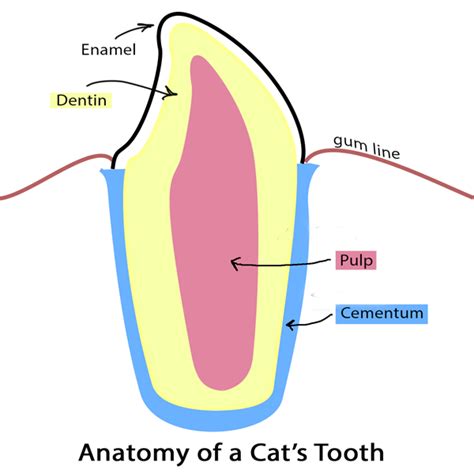 Cat6 straight through wiring diagram schema wiring diagram online. Get the Facts on Cat Tooth Resorption - Catster