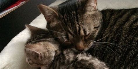 The Joy When Mama Cat Gets Adopted Together With Her Kitten Love Meow