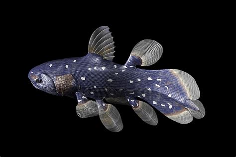 There are two known species of coelacanth, the west indian ocean and indonesian. Coelacanth Digital Art by Koji
