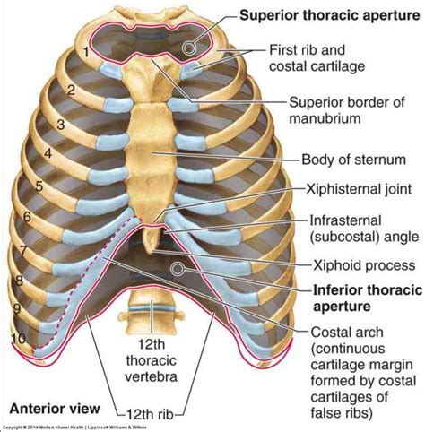 Diagram Labeled Diagram Of Sternum Mydiagramonline