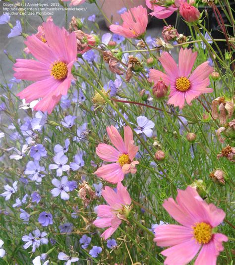 Plantfiles Pictures Common Cosmos Mexican Aster Apricot Cosmos