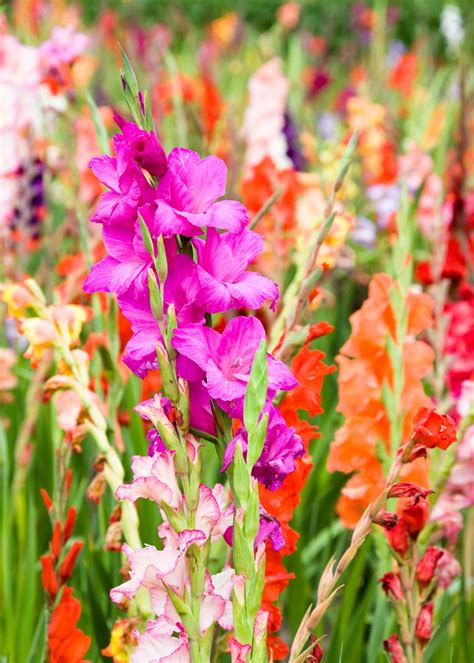 Gladiolus How To Grow Glamorous Gladiolus Flowers Better Homes And Gardens