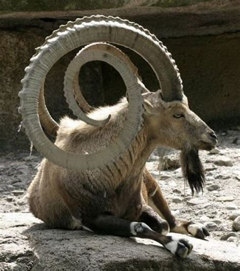 If you have any suggestions or corrections about 94. 40 Beautiful Pictures of African Animals with Horns