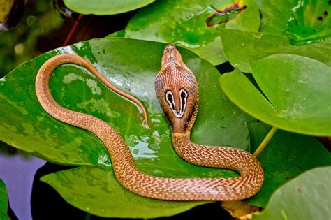 Very few snakes pay any attention to their eggs, with the exception. Mind-blowing Facts About Snakes That Will Leave You ...