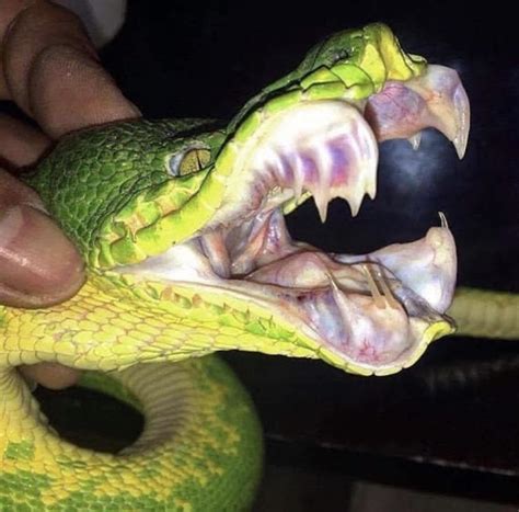 Mouth Of A Emerald Boa Rsnakes