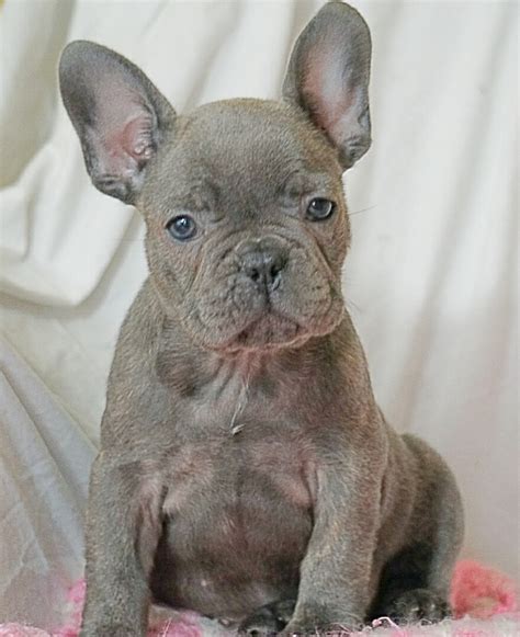49 Michigan French Bulldog Breeders Picture Bleumoonproductions