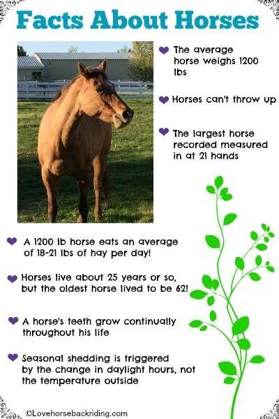 Fun Facts About Horses Such As How Much Hay They Eat And