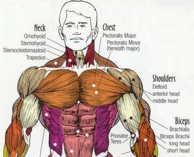 Many people with muscular chests experience tightness in the pectoral muscles. Awesome Upper Body Muscle Building Exercises ~ multiple ...