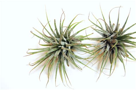 How To Grow And Care For Air Plants No Soil Required