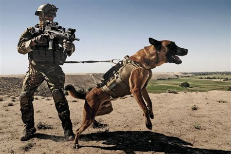 5 Videos In Honor Of K9 Veterans Day Allgamers