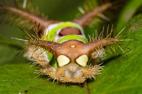 8 Of The Cutest Toxic Caterpillars