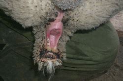 Notice how the blood vessels have been seared and. Code of Practice for the Care and Handling of Sheep