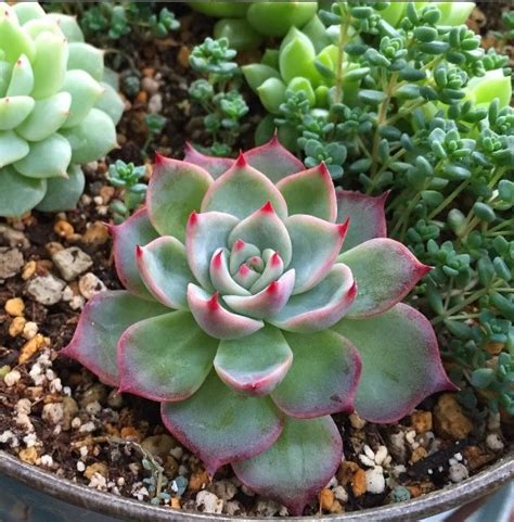 Echeveria Rosa De Alabastro Echeveria Elegans